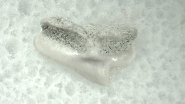 Genuine Miocene Age Squalus Dogfish Shark Tooth Fossil for Sale from Sharktooth Hill #36