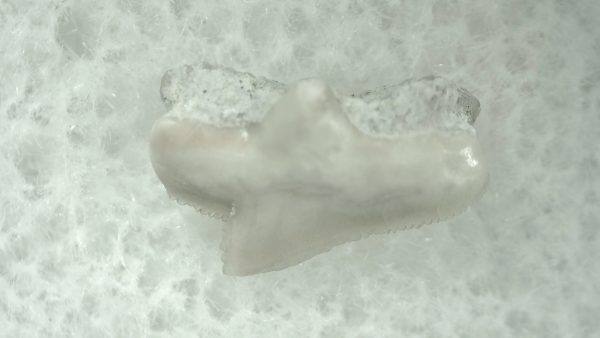 Genuine Miocene Age Squalus Dogfish Shark Tooth Fossil for Sale from Sharktooth Hill #36a