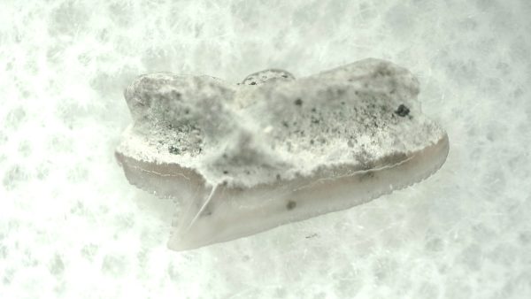 Genuine Miocene Age Squalus Dogfish Shark Tooth Fossil for Sale from Sharktooth Hill #40a