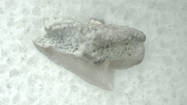 Genuine Miocene Age Squalus Dogfish Shark Tooth Fossil for Sale from Sharktooth Hill #46