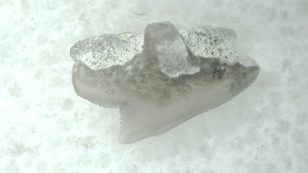 Genuine Miocene Age Squalus Dogfish Shark Tooth Fossil for Sale from Sharktooth Hill #46a