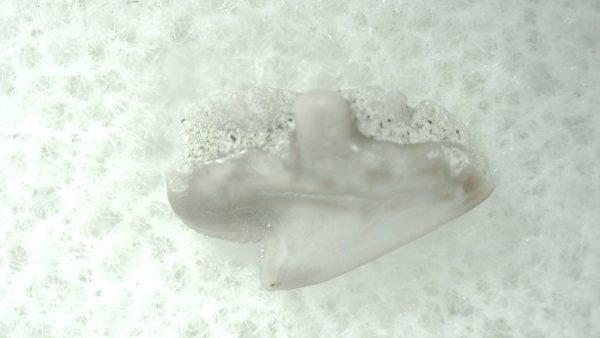 Genuine Miocene Age Squalus Dogfish Shark Tooth Fossil for Sale from Sharktooth Hill #49a