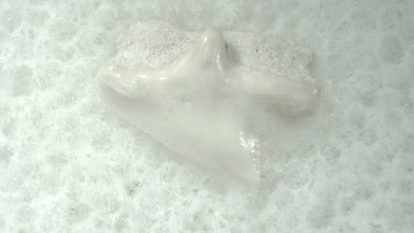 Genuine Miocene Age Squalus Dogfish Shark Tooth Fossil for Sale from Sharktooth Hill #56