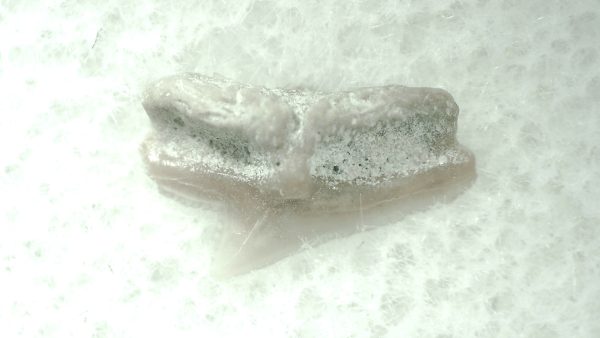 Genuine Miocene Age Squalus Dogfish Shark Tooth Fossil for Sale from Sharktooth Hill #57