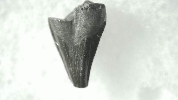 General Cretaceous Age Avisaurus Bird Tooth Fossils From Montana For Sale #10a