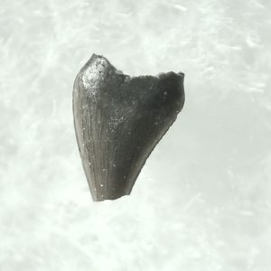 General Cretaceous Age Avisaurus Bird Tooth Fossils From Montana For Sale #2