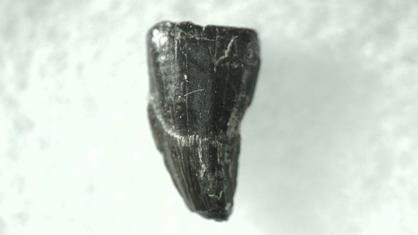 General Cretaceous Age Avisaurus Bird Tooth Fossils From Montana For Sale #8a