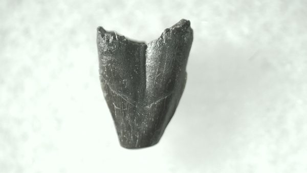 General Cretaceous Age Avisaurus Bird Tooth Fossils From Montana For Sale #9