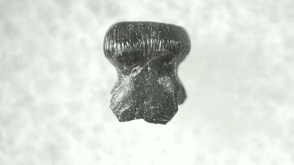 Brachychampsa Alligatoroid Tooth #1