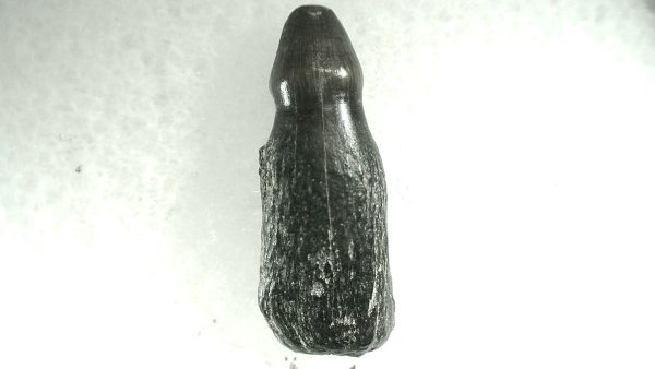 Brachychampsa Alligatoroid Tooth #11