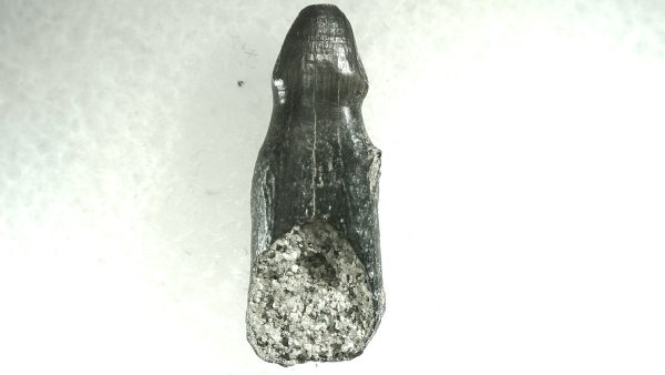 Brachychampsa Alligatoroid Tooth #11 - Image 2