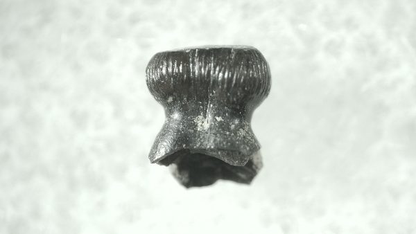 Brachychampsa Alligatoroid Tooth #1 - Image 2