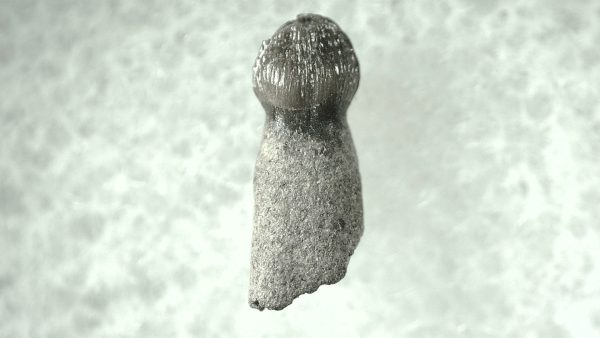 Brachychampsa Alligatoroid Tooth #2