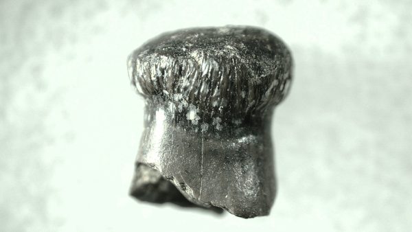 Brachychampsa Alligatoroid Tooth #3