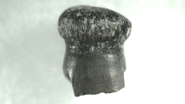 Brachychampsa Alligatoroid Tooth #3 - Image 2