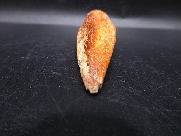 General Cretaceous Age Crocodile Claw Fossils From Montana For Sale #1a