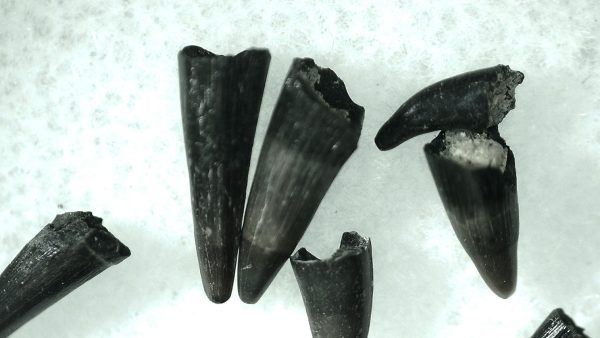 Lepisosteus Fossil Gar Teeth - Image 2