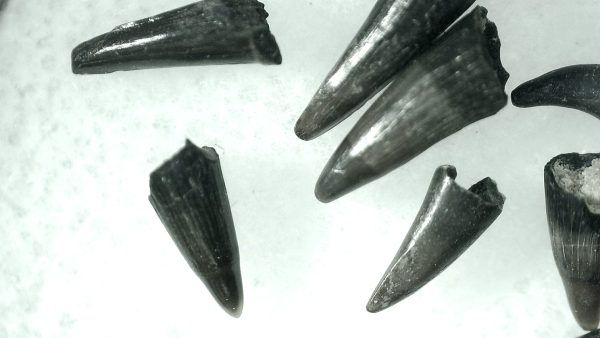 Lepisosteus Fossil Gar Teeth