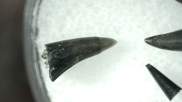 Lepisosteus Fossil Gar Teeth - Image 3