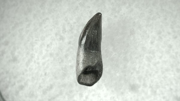 Leidyosuchus Alligatoroid Tooth #1