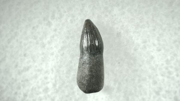 Leidyosuchus Alligatoroid Tooth #1 - Image 2