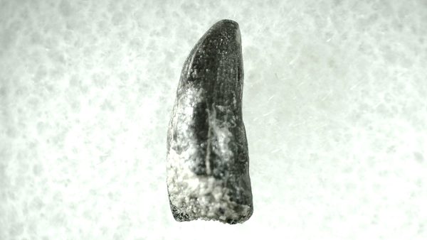 Leidyosuchus Alligatoroid Tooth #2