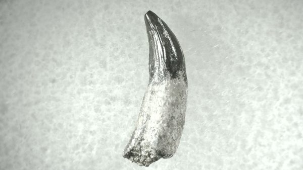 Leidyosuchus Alligatoroid Tooth #3