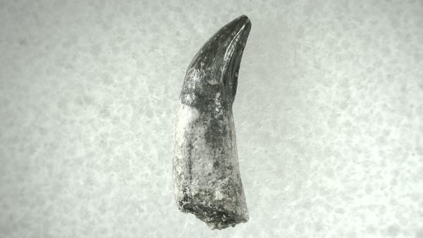 Leidyosuchus Alligatoroid Tooth #3 - Image 2