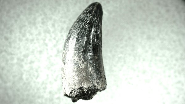 Leidyosuchus Alligatoroid Tooth #4