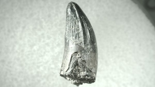 Leidyosuchus Alligatoroid Tooth #4 - Image 2