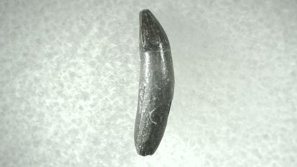 Leidyosuchus Alligatoroid Tooth #5