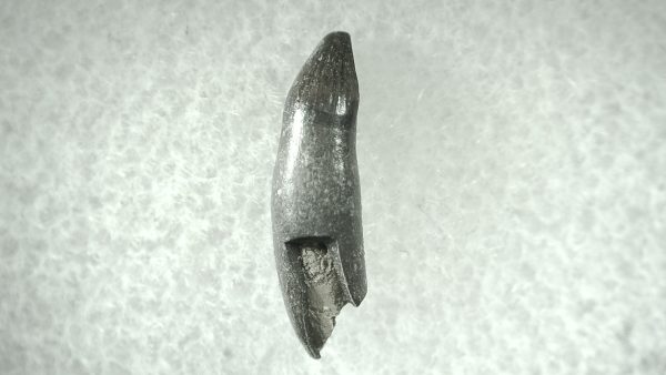 Leidyosuchus Alligatoroid Tooth #5 - Image 2