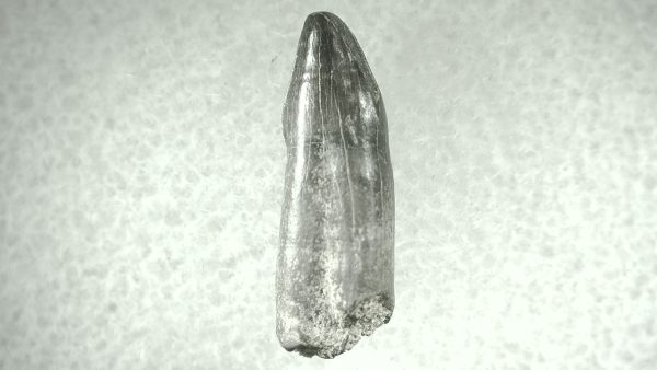 Leidyosuchus Alligatoroid Tooth #6 - Image 2