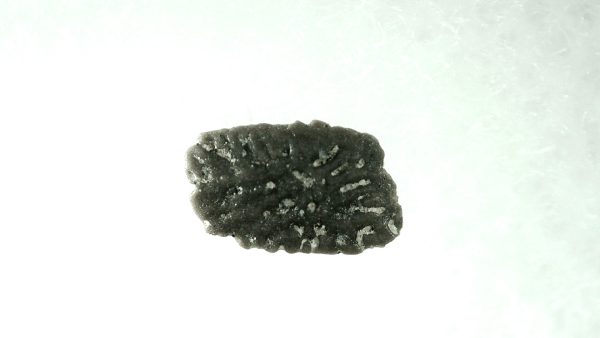 Genuine Cretaceous Lizard Scale for Sale from Montana #21