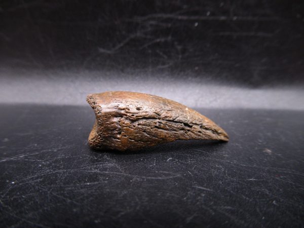 General Cretaceous Age Turtle Claw Fossils From Montana For Sale #3