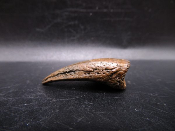 General Cretaceous Age Turtle Claw Fossils From Montana For Sale #3b