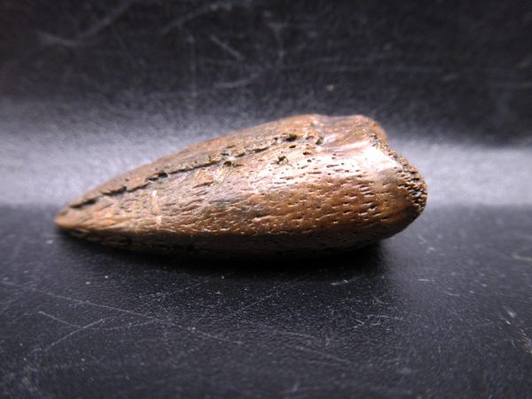 General Cretaceous Age Turtle Claw Fossils From Montana For Sale #3d