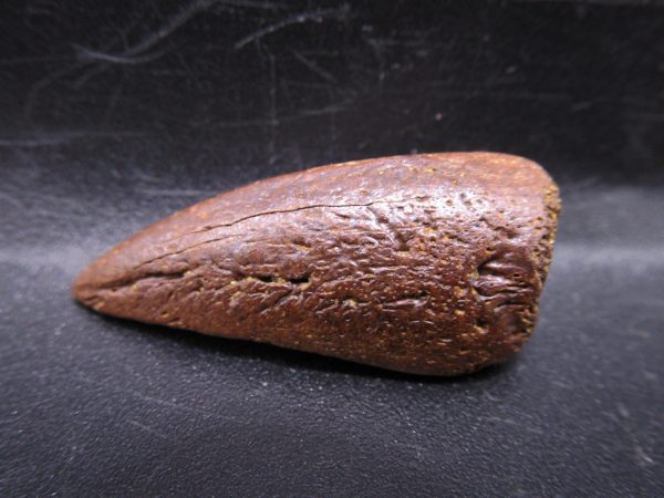 General Cretaceous Age Turtle Claw Fossils From Montana For Sale #4d