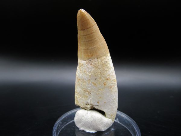 Genuine Eocene Age Dyrosaurus Crocodile Tooth Fossil For Sale from Morocco #10