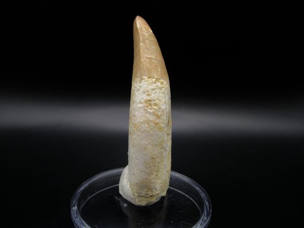 Genuine Eocene Age Dyrosaurus Crocodile Tooth Fossil For Sale from Morocco #10a