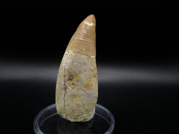 Genuine Eocene Age Dyrosaurus Crocodile Tooth Fossil For Sale from Morocco #10b