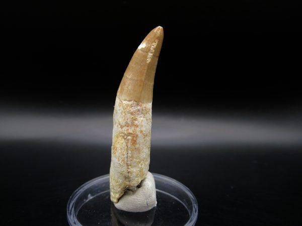 Genuine Eocene Age Dyrosaurus Crocodile Tooth Fossil For Sale from Morocco #10c