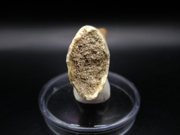 Genuine Eocene Age Dyrosaurus Crocodile Tooth Fossil For Sale from Morocco #10d