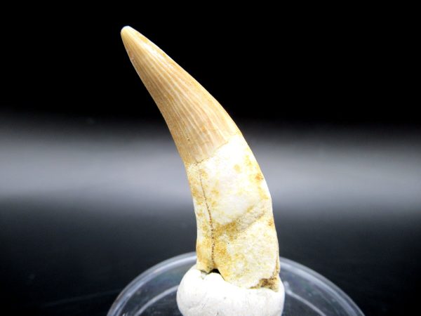 Genuine Eocene Age Dyrosaurus Crocodile Tooth Fossil For Sale from Morocco #3