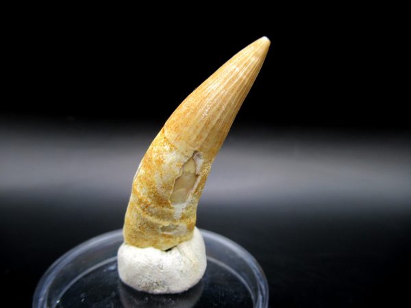 Genuine Eocene Age Dyrosaurus Crocodile Tooth Fossil For Sale from Morocco #3b