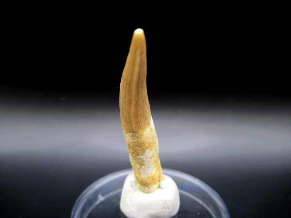 Genuine Eocene Age Dyrosaurus Crocodile Tooth Fossil For Sale from Morocco #3c