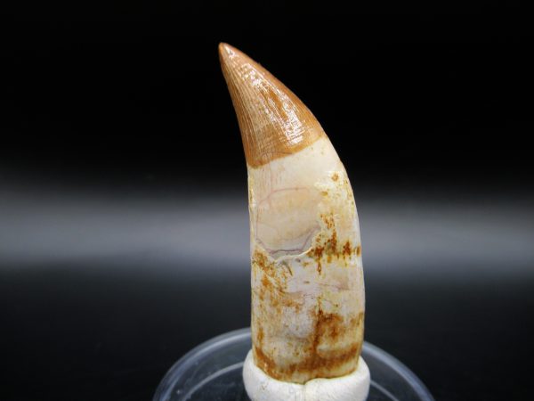 Genuine Eocene Age Dyrosaurus Crocodile Tooth Fossil For Sale from Morocco #4