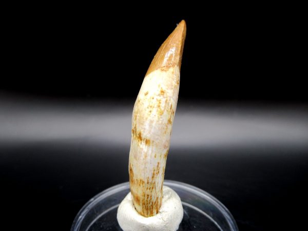 Genuine Eocene Age Dyrosaurus Crocodile Tooth Fossil For Sale from Morocco #4a