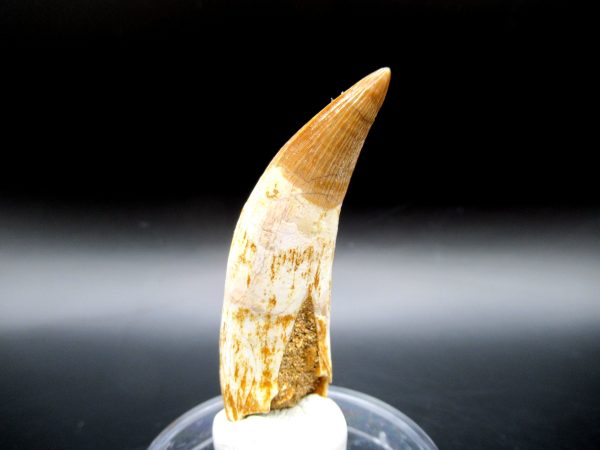 Genuine Eocene Age Dyrosaurus Crocodile Tooth Fossil For Sale from Morocco #4b