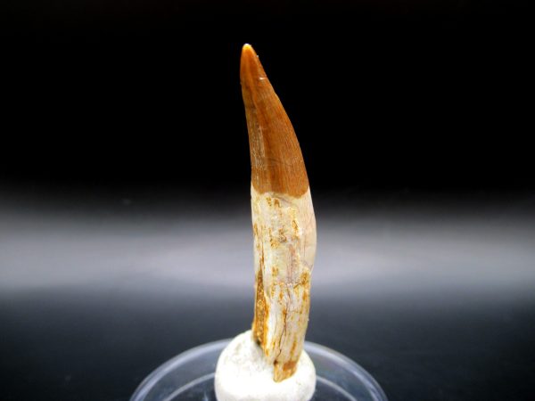 Genuine Eocene Age Dyrosaurus Crocodile Tooth Fossil For Sale from Morocco #4c